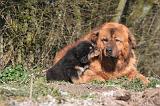 DOGUE DU TIBET 499